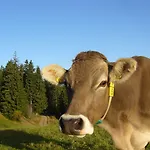 Der Kolmenhof - Dein Ort An Der Quelle Pensjonat 3*