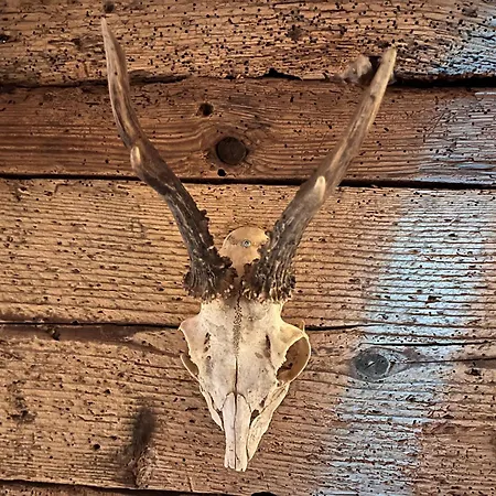 招待所 Hoehengasthaus Kolmenhof An Der Donauquelle 3*