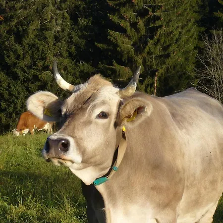 Hoehengasthaus Kolmenhof An Der Donauquelle 富特旺根