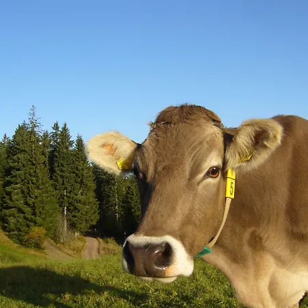 Hoehengasthaus Kolmenhof An Der Donauquelle Casa de hóspedes 3*